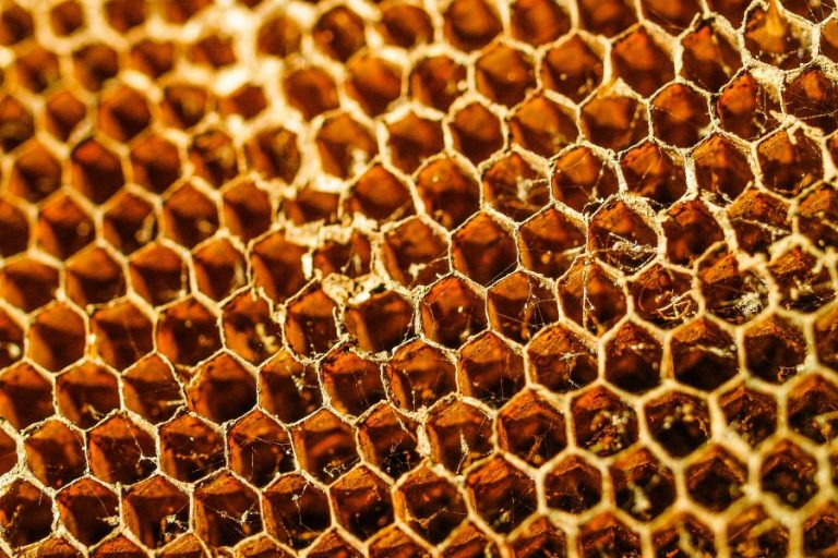 Cultura y tradición en la producción de miel gallega